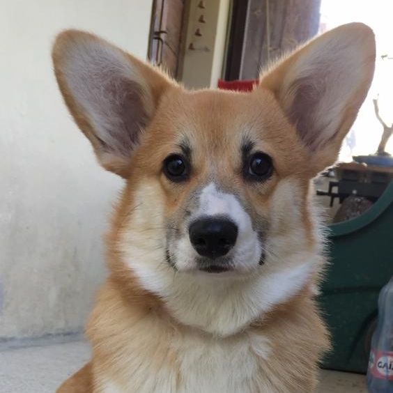 caramella è la nostra star!